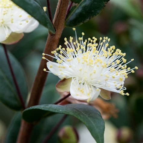 Buy Myrtle Myrtus Communis Subsp Tarentina £2799 Delivery By Crocus