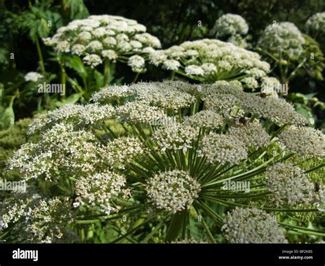 Heracleum mantegazzianum Fotos und Bildmaterial in hoher Auflösung