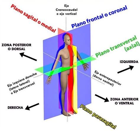 Planos Anat Micos Humanos Ilustrados En Una Imagen Con Colores