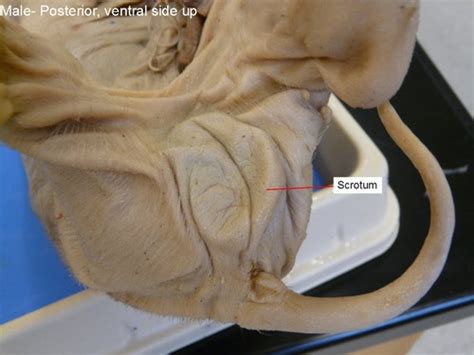 BIO 210 Fetal Pig Dissection Flashcards Quizlet