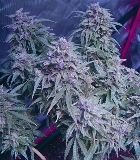 Northern Light Automatic Royal Queen Seeds Cannabis Strain Info