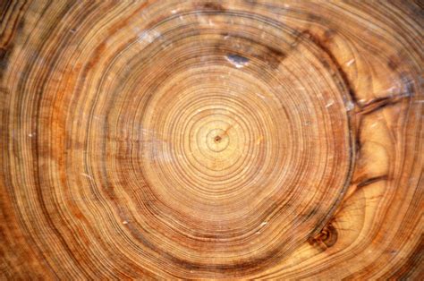 Tree Rings Show History