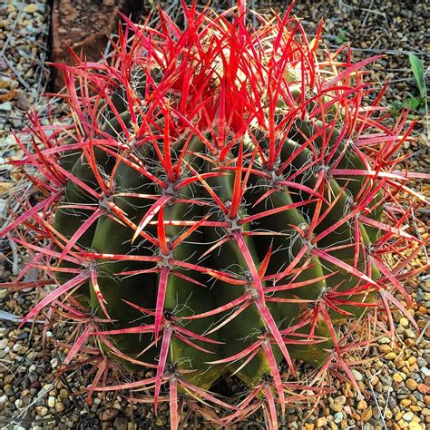 ferocactus gracilis  spines wwwmanplantscomau succulents