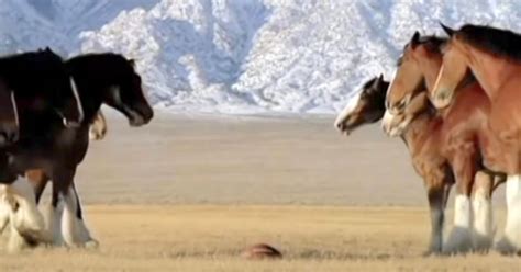 Clydesdales Line Up For Football Game When A Streaker Runs Onto The Field