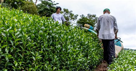 Autumn Moon Sencha Production Day Kyoto Obubu Tea Farms