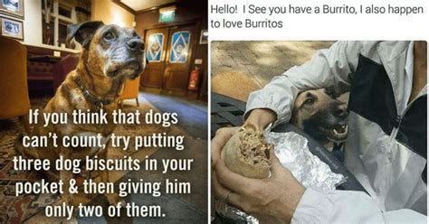 36 Hot Doggy Dog Memes For A Paw Sitive Thursday Dog Memes Doggo