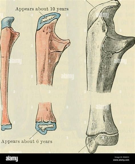 M Sculo Extensor Cubital Del Carpo Fotograf As E Im Genes De Alta