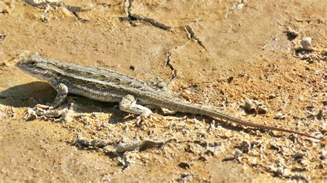 Southwestern Fence Lizard Sceloporus Cowlesi Lake Cochis Flickr