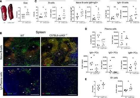 Frontiers Elevated Levels Of Enteric Iga In An Unimmunised Mouse