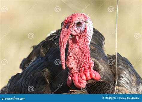 A Head Shot of a Stunning Male Turkey Displaying in a Field. Stock ...