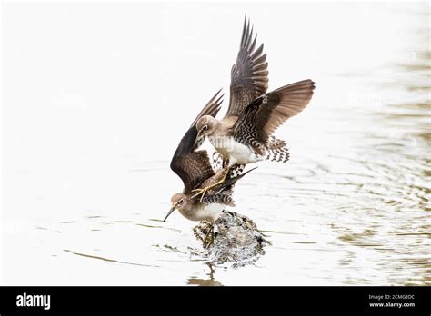 Solitary Sandpiper Altercation Stock Photo Alamy