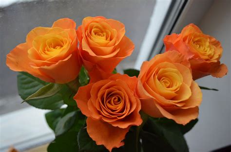 Gratis Billeder Blomst Kronblad Buket Rose Orange Gul Roser