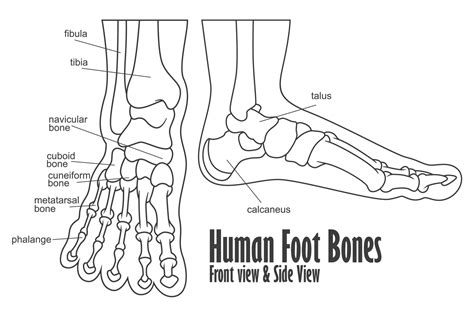 Human Foot Bones Front And Side View Anatomy, Vector Illustration 24393219 Vector Art at Vecteezy