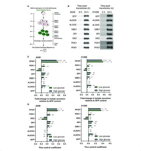 The Hif A Target Gene Pfkp Controls Glycolytic Flux In Nsclc Cell