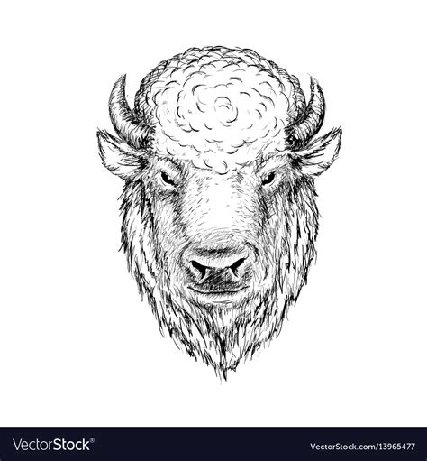 Head buffalo Royalty Free Vector Image - VectorStock