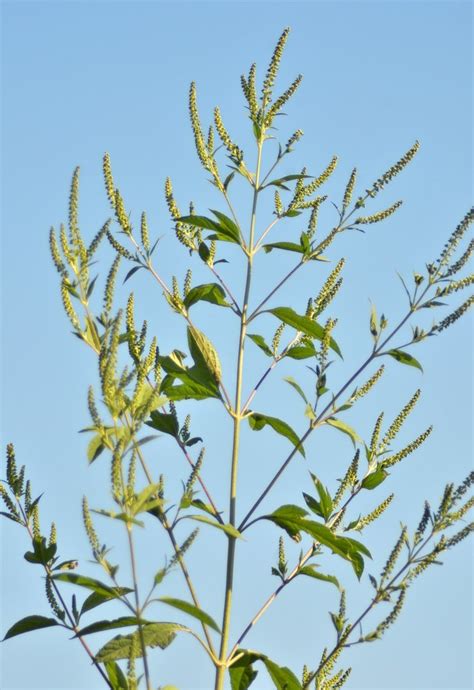 Plants Giant Ragweed By Brenda Loveless Ambrosia Trifida U S