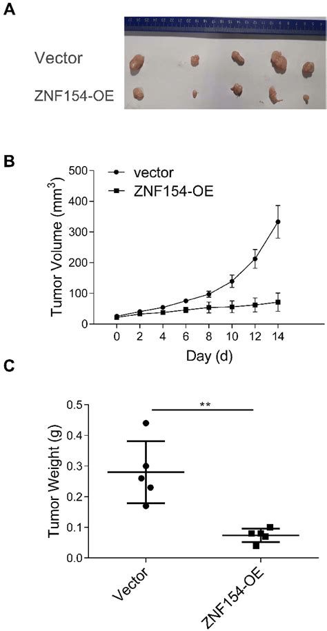 A Znf Suppresses Mgc Cell Growth In Nude Mice B The Tumor