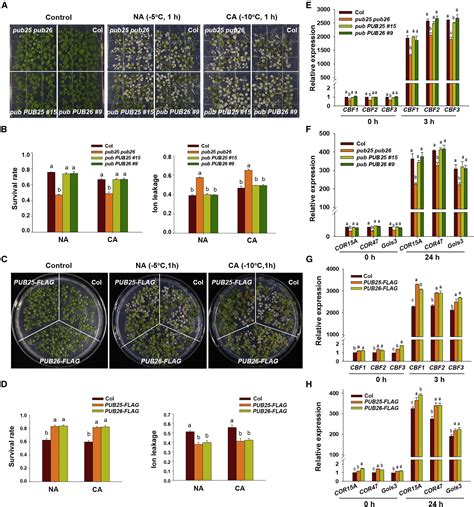 PUB25 And PUB26 Promote Plant Freezing Tolerance By Degrading The Cold