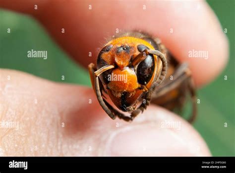 Dead Wasp Closeup Head Of Asian Giant Hornet Or Japanese Giant Hornet