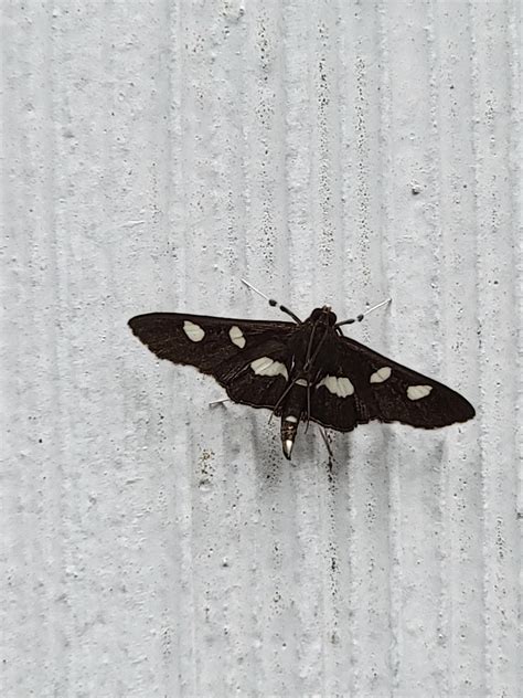 Moth with a stinger? What is this? I've never seen anything like this