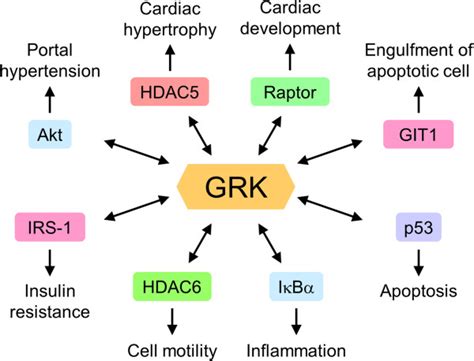 Binding Partners With Grks Grks Regulate Diverse Signaling Pathways By