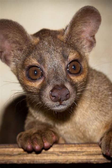 La Fosse Un Carnivore Rare Originaire De Madagascar C Est Le Plus