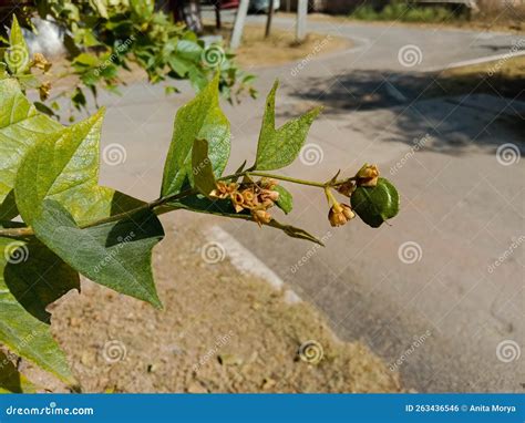 Medicinal Parijat Tree or Nyctanthes Arbor Tristis Seed and Leaves ...