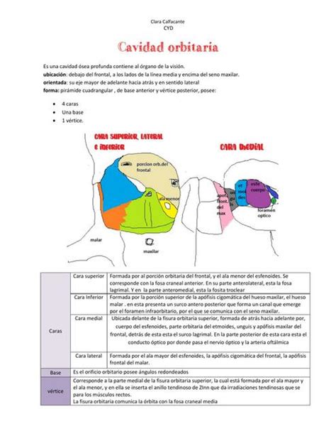 Anatomía de Cavidad Orbitaria y Globo Ocular Clara Calfacante uDocz