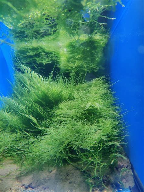 Weeping Moss And Monosolenium Tenerum Pellia Live Aquarium Plant