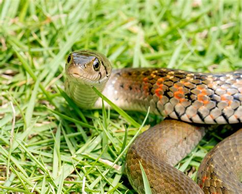 Checkered Keelback Fowlea Flavipunctata Hongkongsnakeid