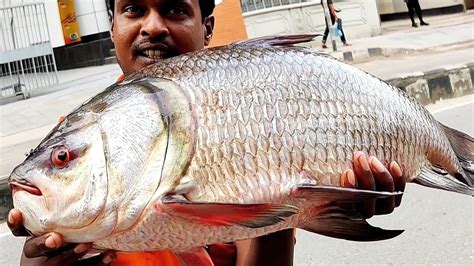 Incredible Giant Katla Carp Fish Cutting Live In Public Place Fish