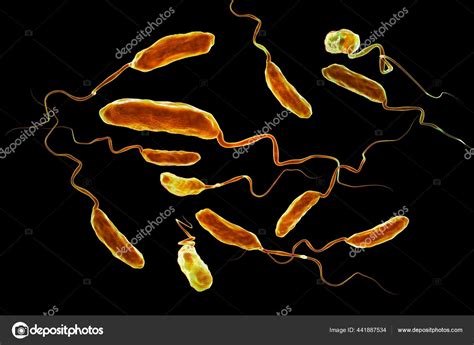 Vibrio Cholerae Bacteria Illustration Bacterium Which Causes Cholera Disease Transmitted Stock