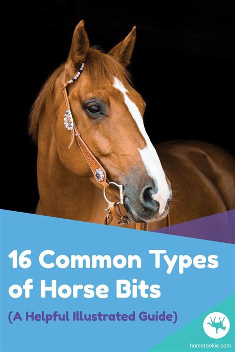 16 Common Types Of Horse Bits A Helpful Illustrated Guide Horse