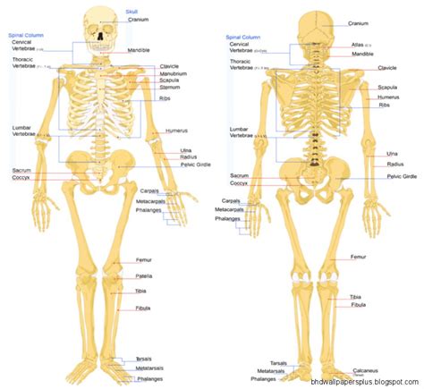 Bone Anatomy | HD Wallpapers Plus