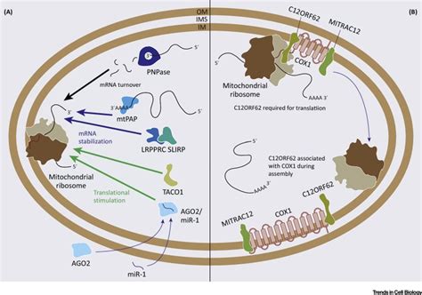 Plasticity Of Mitochondrial Translation Trends In Cell Biology