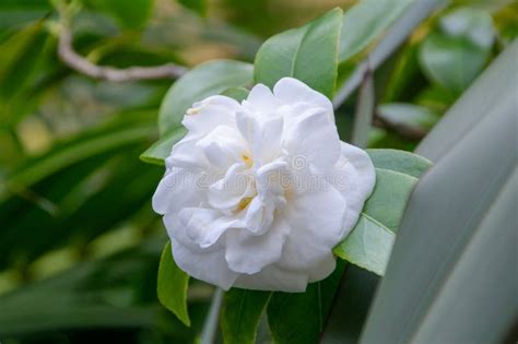 Camellia Japonica, Also Known As Japanese Camellia or White Camellia ...