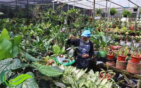 Panduan Dasar Cara Merawat Tanaman Hias Agar Tumbuh Sehat Dan Indah