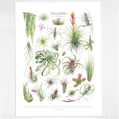 Tillandsia Species Print Air Plant Varieties Id Chart Etsy Hong Kong