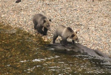 Grizzly Bear Behaviour 2 of 3 | Grizzly Bear Tours & Whale Watching ...