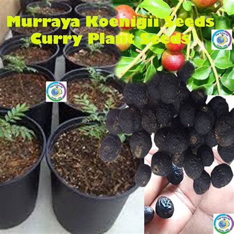 Seeds Curry Leaf Plant Seed Murraya Koenigii Seeds Curry Plant Seeds