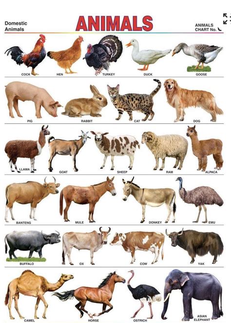 Domestic animals chart chart of domestic animals education chart – Artofit