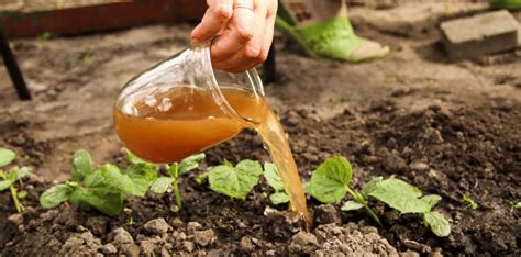 Recetas caseras de abonos orgánicos para tu jardín Jardinero a Domicilio