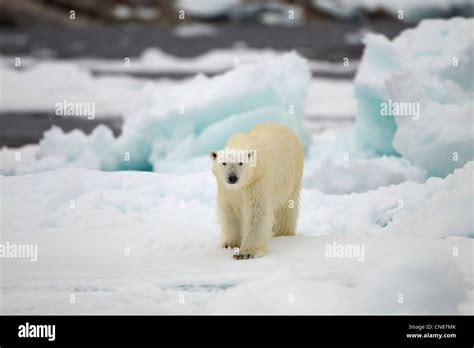 Noruega Svalbard Nordaustlandet El Oso Polar Ursus Maritimus