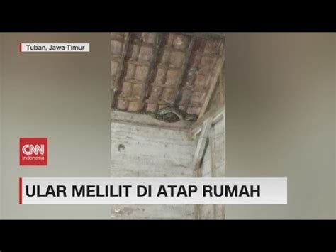 Ular Masuk Rumah Dan Melilit Di Atap Rumah Warga Youtube