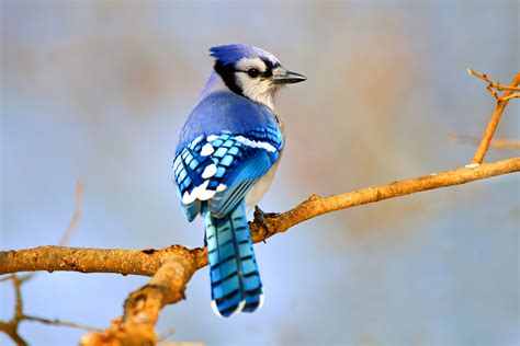 Is A Blue Jay A Producer Consumer Or Decomposer Birds Of The Wild