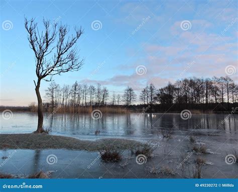 Lithuanian Landscape, Winter Stock Photo - Image of place, swans: 49230272