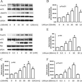 Effects Of Lithium On The Phosphorylation Of Akt And Foxo Pc Cells