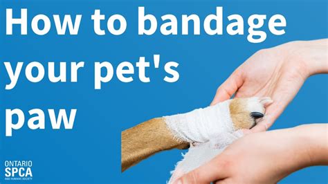 Pet First Aid How To Bandage Your Pets Paw In Case Of Emergency Youtube