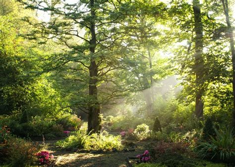 Wie Man Einen Waldgarten Anlegt Und Gestaltet MyHOMEBOOK