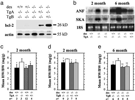 Bcl 2 Overexpression Corrects Mitochondrial Defects And Ameliorates Inherited Desmin Null